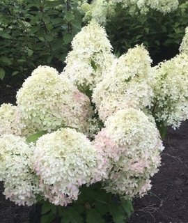 Гортензия метельчатая Royal Flower - белоснежные соцветия с розовой каймой по краям лепестков