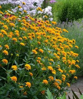 Heliopsis Asahi - золотисто-желтые махровые соцветия, похожие на утреннее солнце