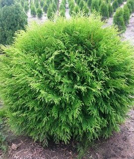Thuja occidentalis Little Champion - компактный хвойный кустарник шаровидной формы, достигает 90 см в высоту