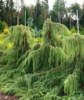 Хвойный кустарник Хорстманн с оригинальной плакучей формой кроны, неприхотлив к почвам