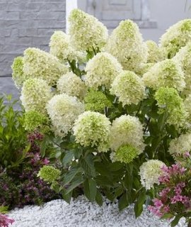 Hydrangea paniculata Skyfall - декоративный кустарник высотой до 1,2 метра