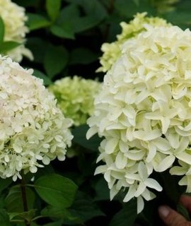 Hydrangea paniculata Skyfall - пышное цветение зеленовато-белых соцветий