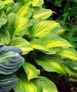 Hosta Lakeside Banana Bay - яркая хоста с жёлто-лимонным центром и зелёно-салатовыми краями листьев