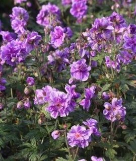 Geranium himalayense Plenum - травянистый многолетник с крупными сине-фиолетовыми цветками диаметром до 6 см