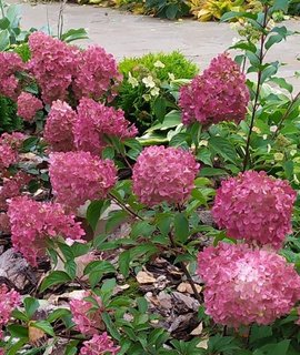 Гортензия Summer Love - компактный кустик с пышными белыми соцветиями