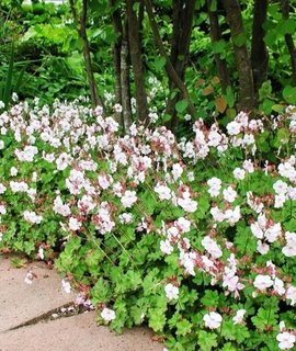 Geranium cantabrigiense Biokovo - почвопокровная герань с обильным белым цветением для рокариев и гравийных садов