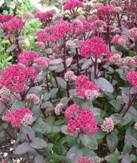 Очиток Sedum Red Cauli цветет в июле-августе и не требует укрытия на зиму