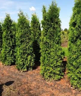 Туя Pyramidalis Compacta - компактная коническая крона с плотной чешуевидной хвоей, высота до 10 м