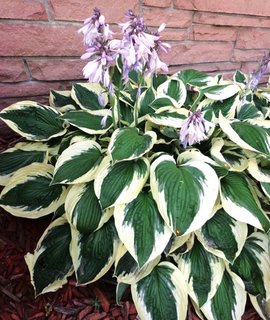 Hosta Патриот - элегантная хоста, признанная лучшим сортом 1997 года, бордюры и водоёмы