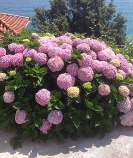 Кандибелл Баблгам - прочные стебли удерживают тяжёлые шапки соцветий