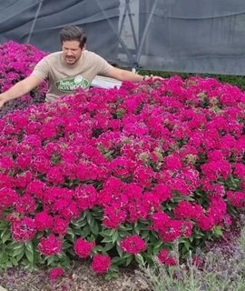 Phlox paniculata Cherry Crush - компактный карликовый флокс с малиново-вишневыми соцветиями, вырастающий до 35-45 см