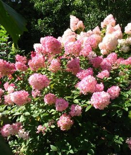 Hydrangea paniculata Touch of Pink - обильное цветение с июля по октябрь