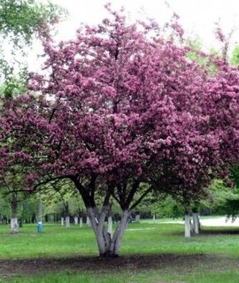Malus niedzwetzkyana - тёмно-зелёная листва с красноватым оттенком