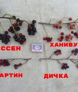 Ирга ольхолистная Ханивуд - декоративный кустарник с багровой осенней листвой
