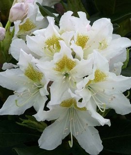 Рододендрон Cunninghams White - неприхотливый гибрид для городских насаждений