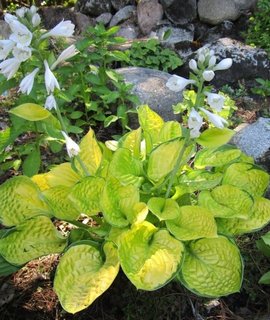 Hosta Rainforest Sunrise - декоративная хоста с глянцевыми светло-зелеными листьями и золотистым центром