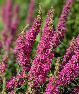 Lythrum salicaria Zigeunerblut - морозоустойчивый садовый многолетник с продолжительным повторным цветением