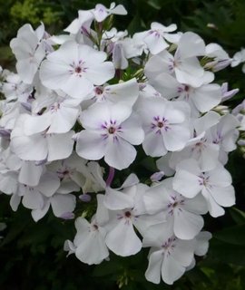 Phlox paniculata Blue Ice - компактный куст 75-100 см с белыми цветками и ярко-сиреневым глазком