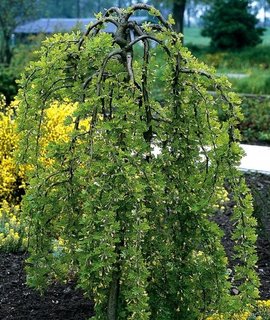 Caragana Pendula - карликовая плакучая карагана с тонкими свисающими ветвями
