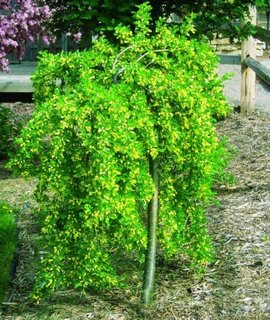 Caragana Arborescens Pendula - декоративное деревце с плакучей кроной и жёлтыми цветками