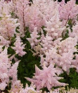 Astilbe japonica Peach Blossom - морозоустойчивый сорт с продолжительным цветением в июле-августе