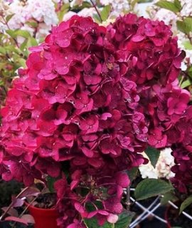 Hydrangea paniculata Samarskaya Lidiya - невысокий кустарник с обильными кремовыми метёлками