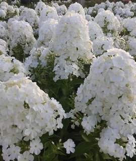 Флокс Фудзияма - зимостойкий многолетник с плотными конусообразными соцветиями, украшающий сад до осени