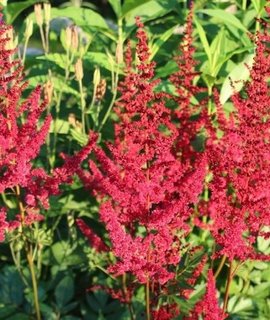 Astilbe Vesuvius - компактный куст с бордовыми листьями и лососево-красными метельчатыми соцветиями Astilbe Vesuvius - компактный куст с бордовыми листьями и лососево-красными метельчатыми соцветиями