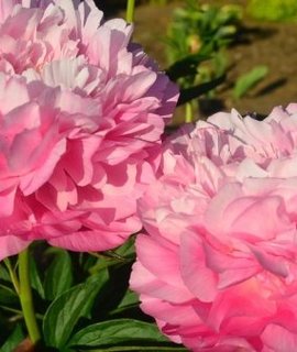 Paeonia lactiflora Joker - махровый бомбовидный пион-хамелеон с ранним цветением, меняющий оттенок от розового к светлому