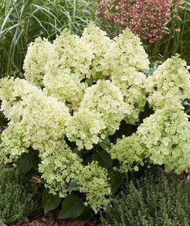 Mamlakatda yalangoch yurish