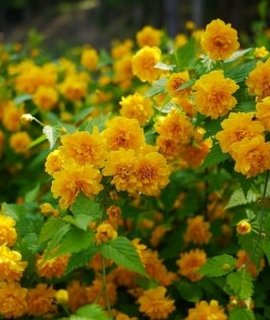 Керрия японская Pleniflora с махровыми жёлтыми цветами в весеннем саду