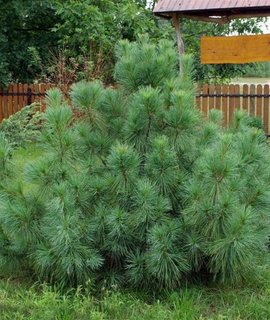 Сосна Веймутова Радиата - вечнозелёный кустарник с неправильно-округлой плотной кроной и голубовато-зелёной хвоей