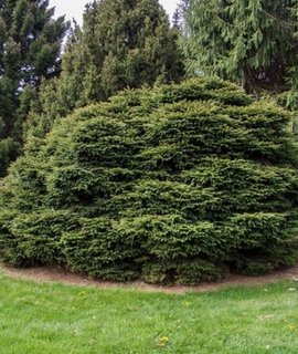 Picea abies Maxwellii - медленнорастущая декоративная ель с плотной короткой хвоей