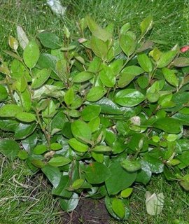 Cotoneaster lucidus - морозоустойчивый кустарник из Восточной Сибири с шаровидной кроной