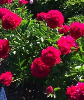 Paeonia lactiflora Paul M. Wild - морозоустойчивый пион с бархатистыми лепестками кораллового оттенка