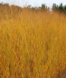 Switchgrass Heavy Metal - высокое декоративное злаковое растение с жесткими стеблями и облаком бежево-розовых метелок