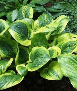 Hosta Unforgettable - крупная куртина с рельефными гофрированными листьями и контрастными ярко-жёлтыми краевыми полосами