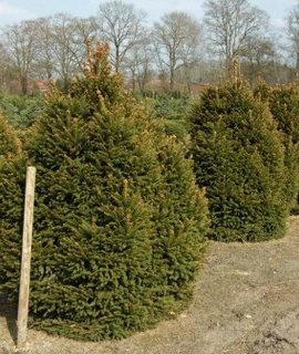 Picea abies Ohlendorffii - морозостойкая ель для одиночных и групповых посадок