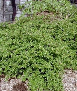 Смородина альпийская Ribes alpinum - зимостойкий кустарник, превосходно переносящий фигурную стрижку для живых изгородей