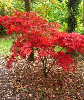 Acer pseudosieboldianum - декоративная кора и форма кроны