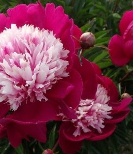 Paeonia lactiflora White Cap - обильное цветение крупных анемоновидных соцветий диаметром до 25 см