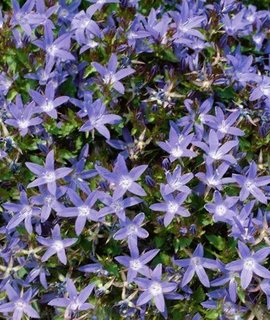 Campanula poscharskyana Stella - почвопокровный многолетник с фиолетово-синими цветами-звездочками
