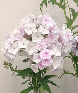 Флокс метельчатый Зимнее Утро