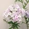 Tall Garden Phlox «Зимнее Утро» - компактный многолетник с прочными стеблями и крупными пирамидальными соцветиями