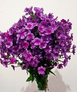 Флокс метельчатый Дракон