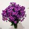 Phlox paniculata Drakon - серо-фиолетовые соцветия с пурпурной звездой в центре, эффектный сорт отечественной селекции