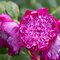 Rosa rugosa Pompon Perfume -роза высотой 150 см, с необычными, ароматными цветами